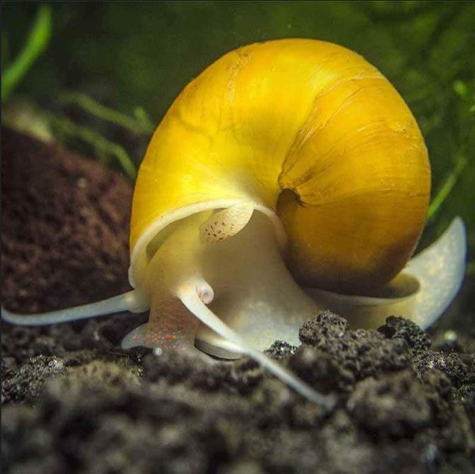 Улитка ампулярия