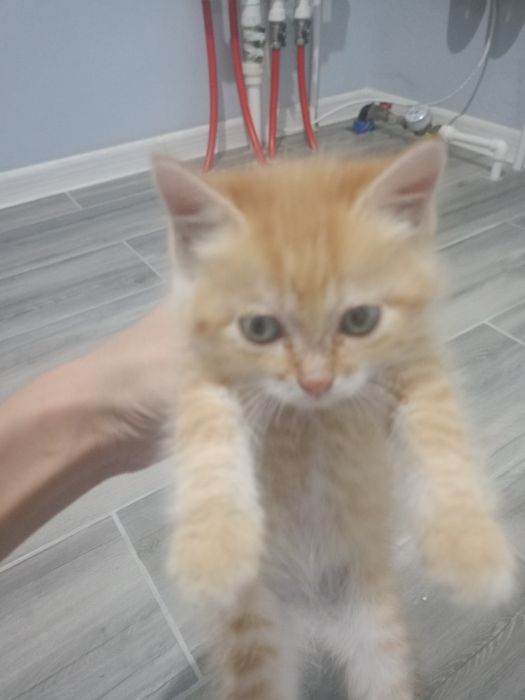 Отдам рыжого котёнка