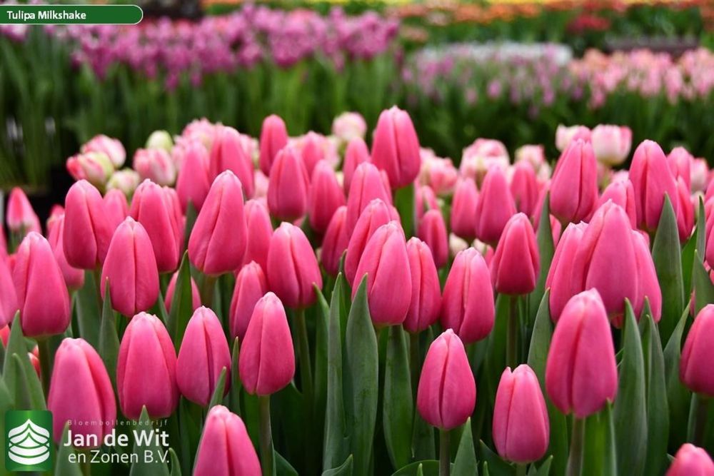 Тюльпаны премимум класса на 8 марта!