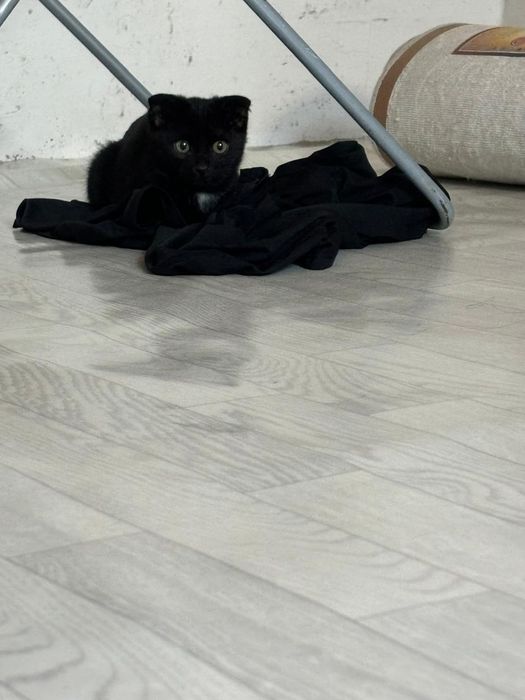 Продам веслоухого котёнка