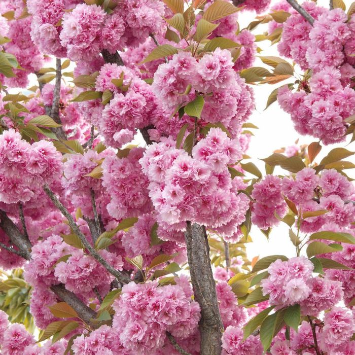 Cires Japonez Kanzan