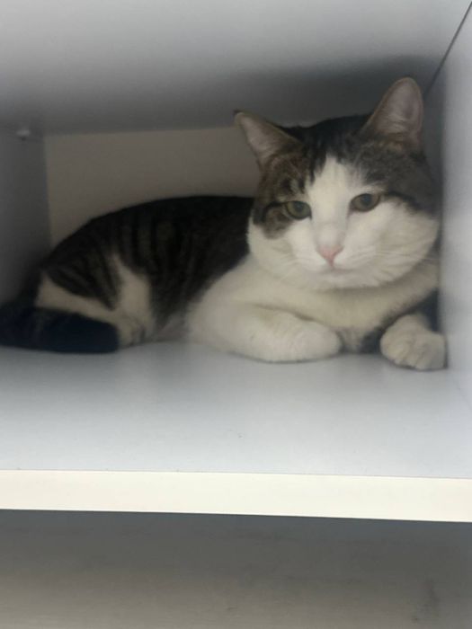 ВЯЗКА Европейский короткошерстный Кот