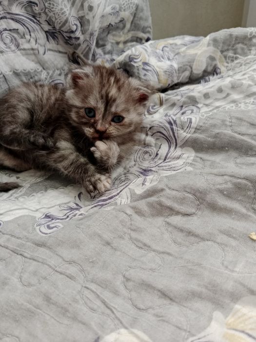 Котенок маленький