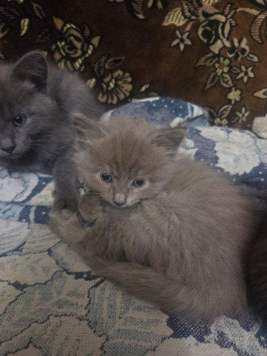 Котята , 4 штуки