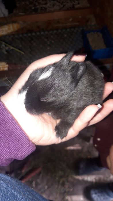 Iepurasi pitici cu ochii albastri la maturitate nu