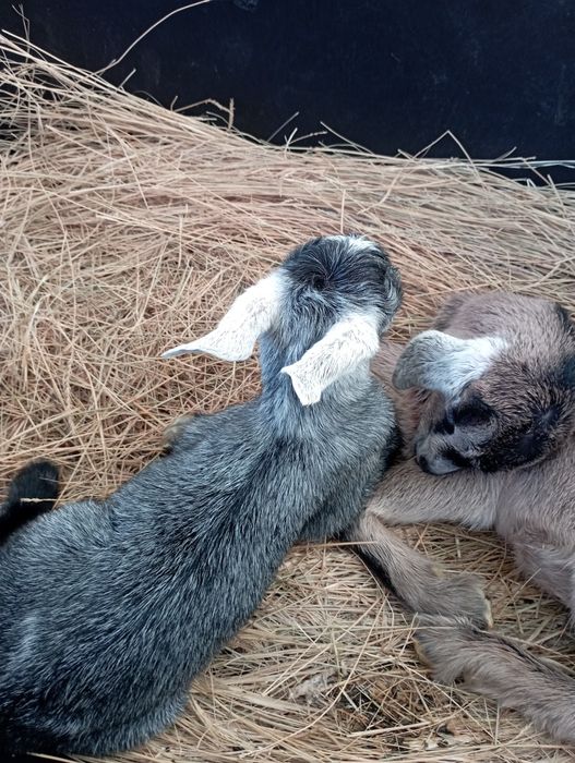 Продается козлик.