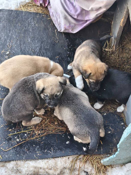 Отдам щенков бесплатно