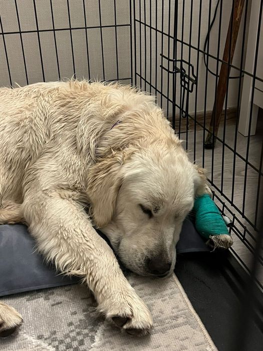 Найдена собака лабродор ретривера