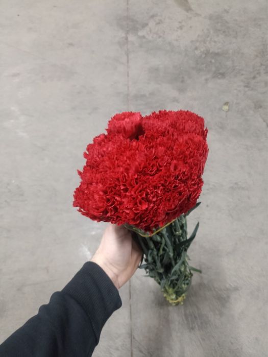 Живые гвоздики !