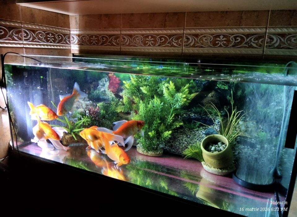 Acvariu 180L + 8 koi (17-25cm) + filtru dublu + pompă aer