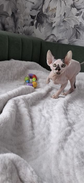 Канадский сфинкс мальчик