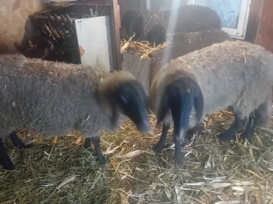 Berbec si oi carabase