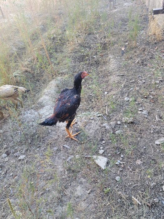 Дакан жужалар 4 ойлик