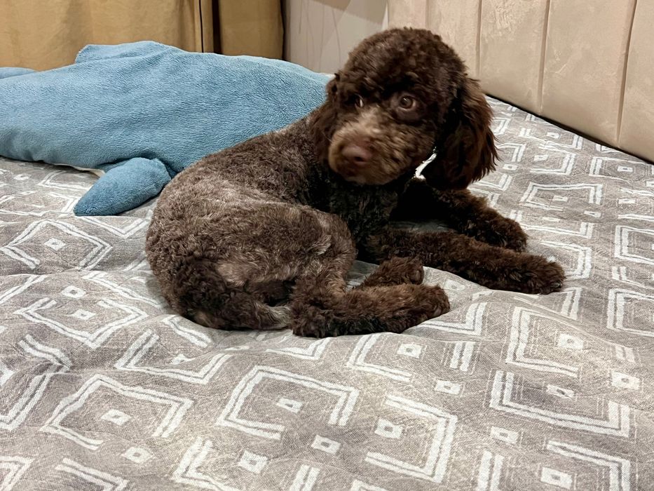 Лаготто-романьоло