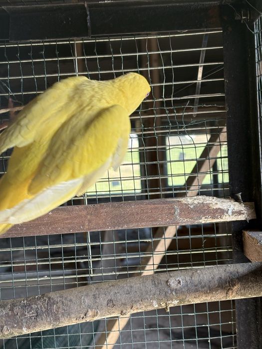 Разменям малки Александъри