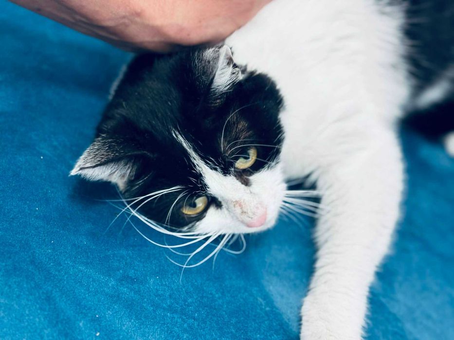 Коте Кари търси дом