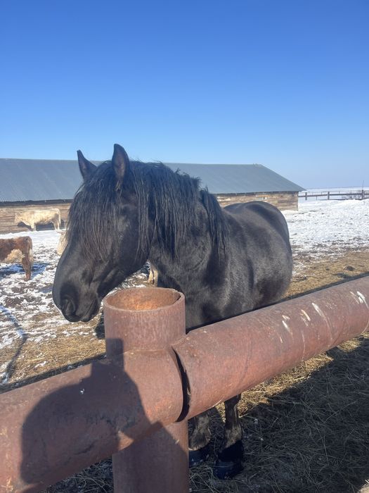 Продам жеребца першерон