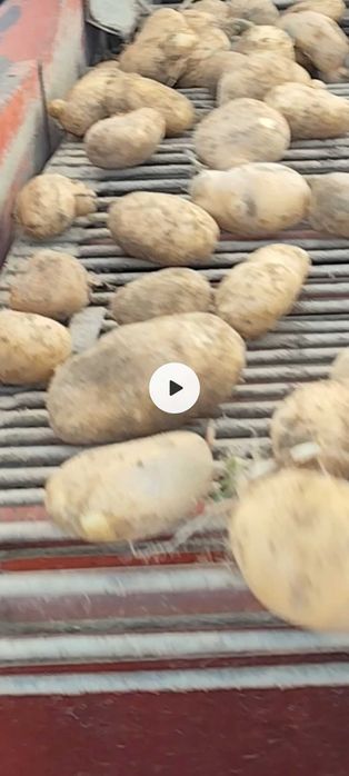 Cartofi saminta alb și roșu