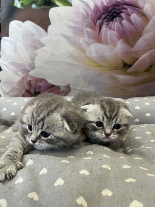 Шотландские котята в продаже