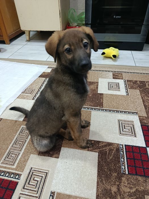 Собака щенок  девочка