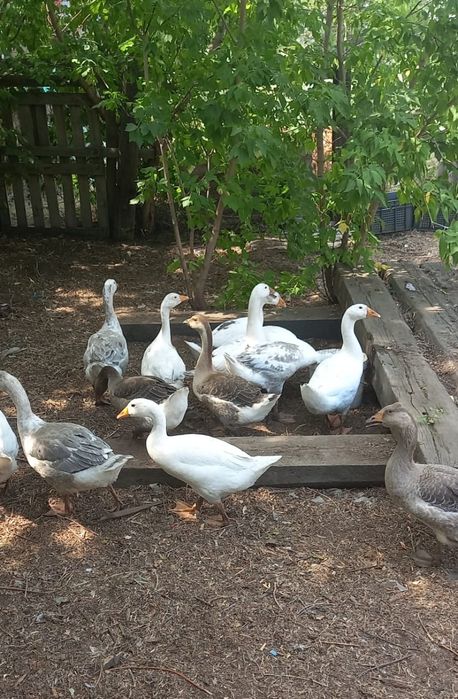 Продам гусей больших