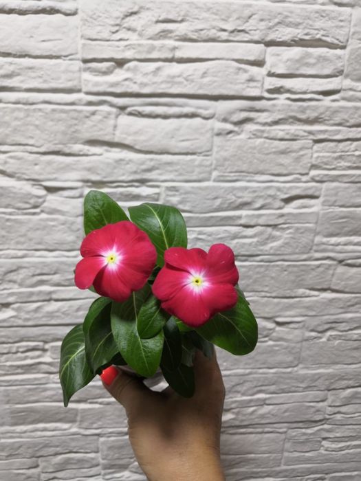 Продаю комнатные цветы