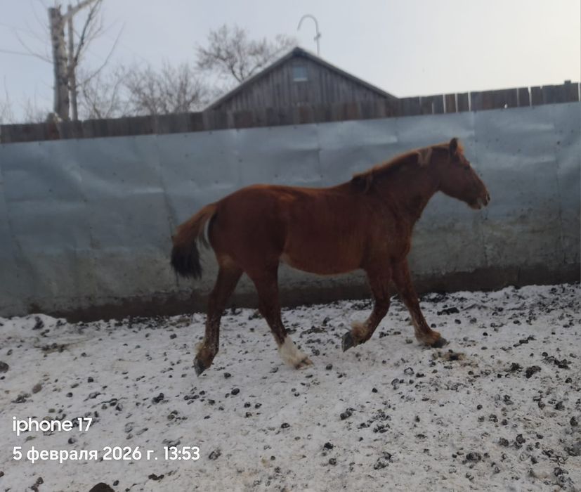 Айғыр,жеребец меняю