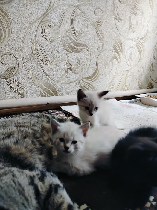 Котята  в добрые руки