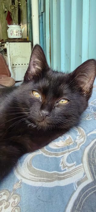 Маленькие котята, ≈ 3 месяца