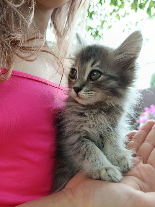Котенок, девочка