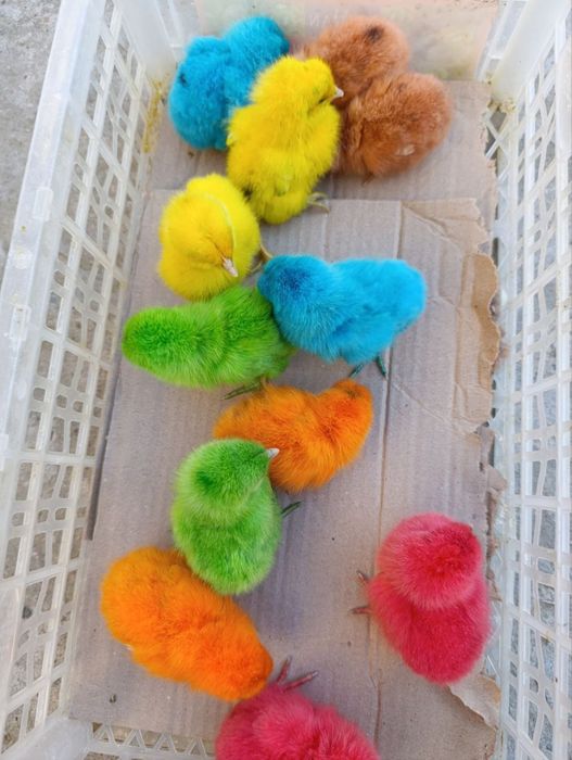 Jojalar rangli tovuq horoz