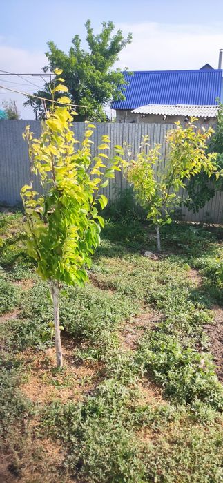 Продам дом не дорого торг есть