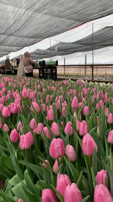 Принимаем предзаказы на тюльпаны