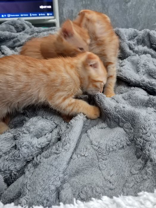 Отдам бесплатно котят