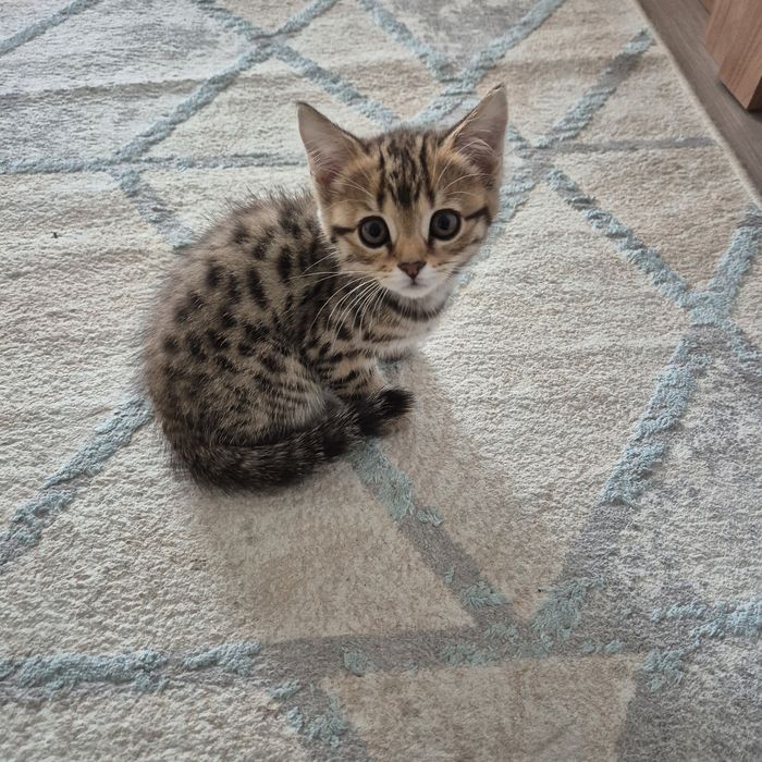 Продам породистых котят