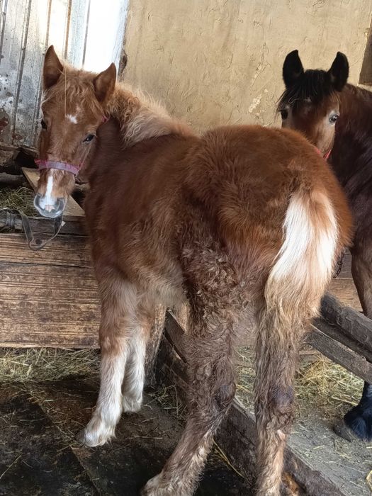 Vând iapă și mânză