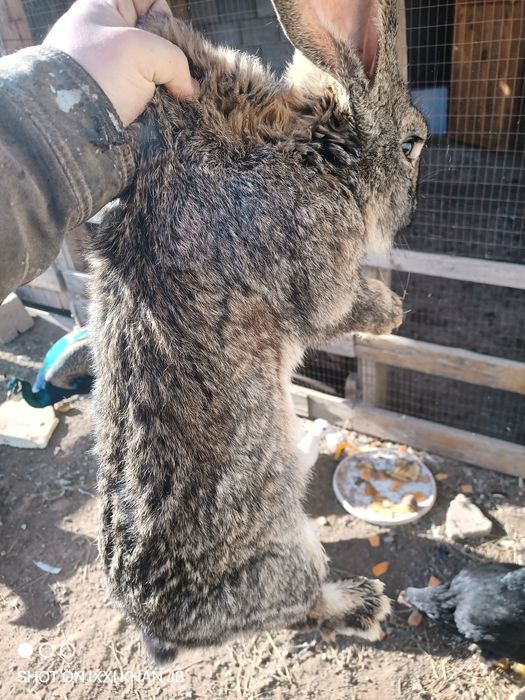 Продам кролика фландер самец