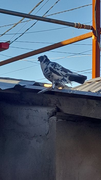 Soch sotiladi nar narxi 100000