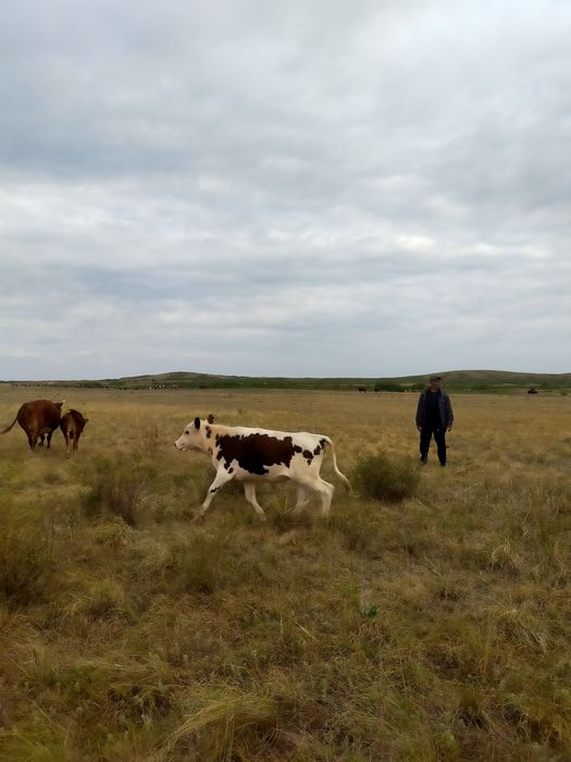 4бас полтарашка  5 бас подсос бука