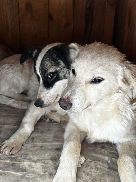 Отдам щенков в хорошие руки