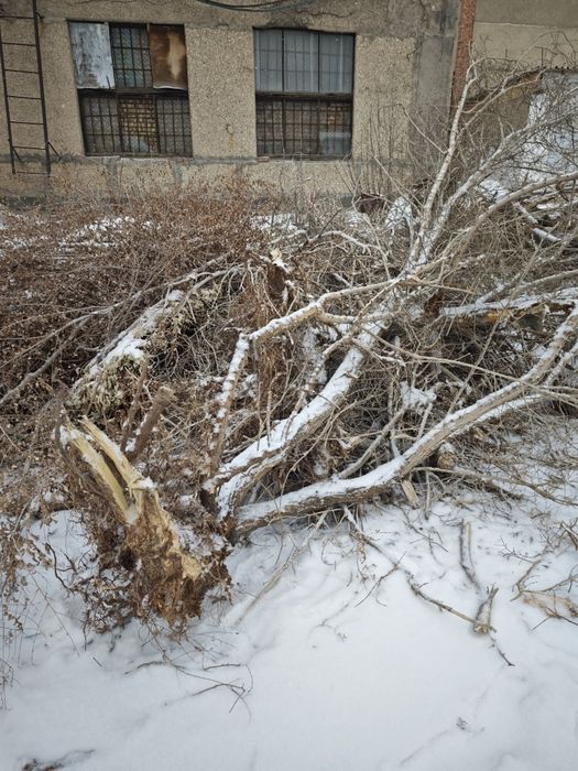 Дрова отдам даром