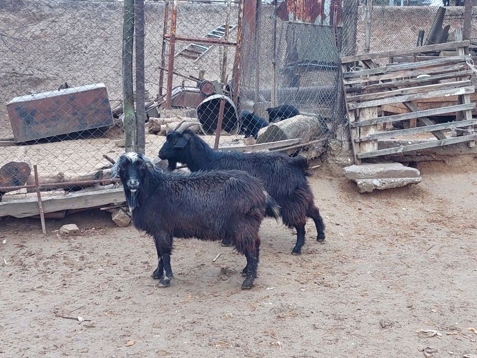 Семіз ірі денелі бойдақ ешкілер сатылады