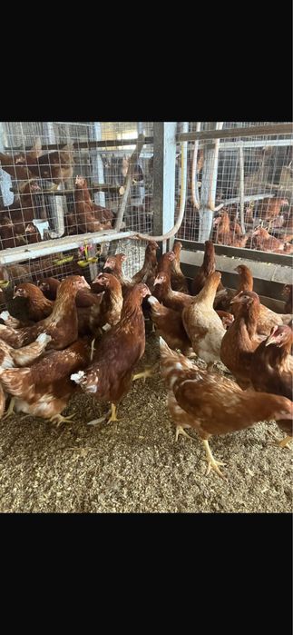 Несушки ломан браун 5 месяцев
