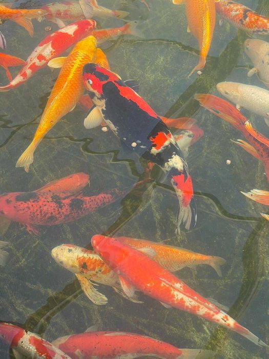 Езерни рибки кои