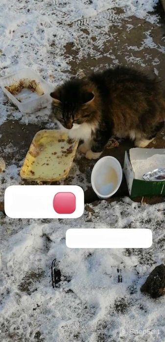 Кошкам нужен дом! Срочно!