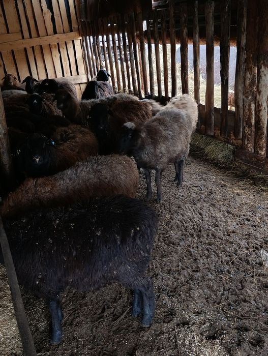 Продам баран продам