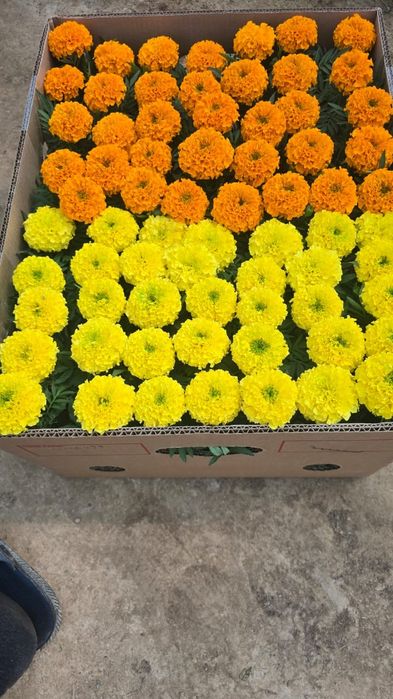 Лаванда Махровый Тимян вазелик  Размарин