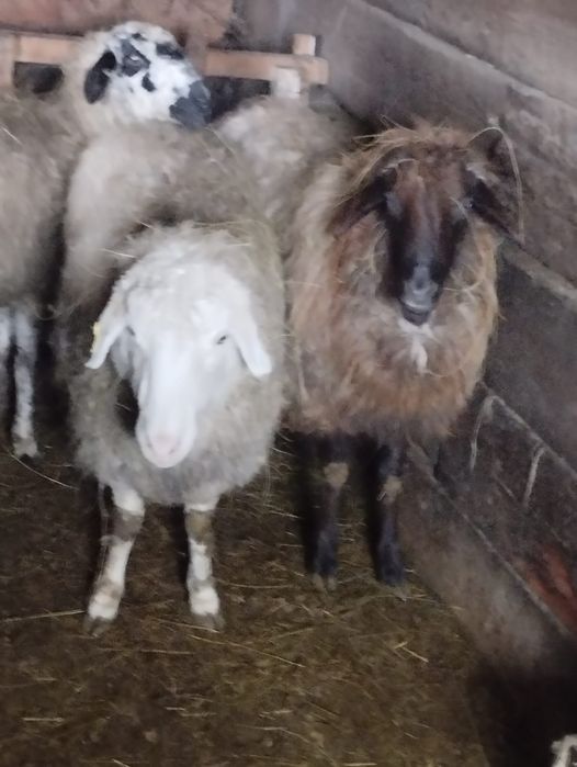 Семіз қойлар сатылады.