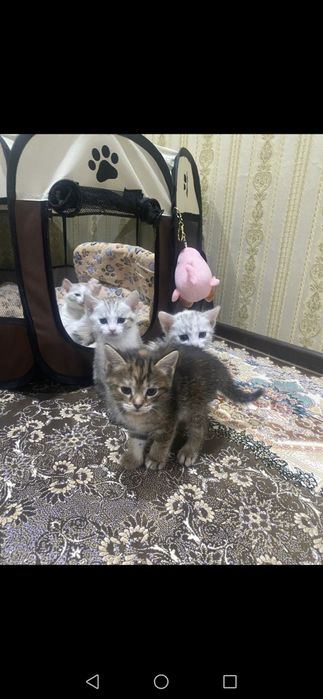 Котята даром в добрые руки