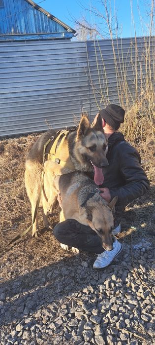 Вязка восточно европейской овчарки...